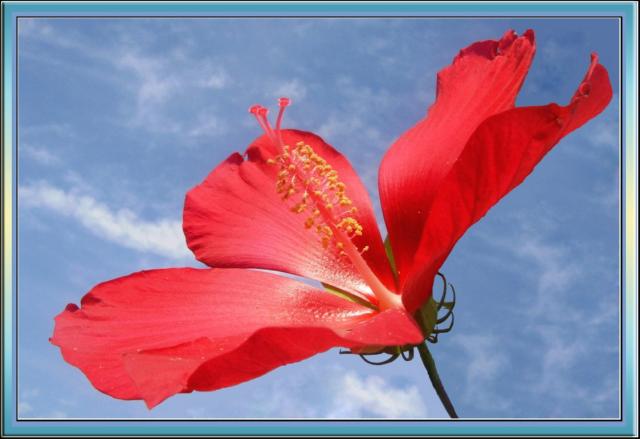 photo of hibiscus flower in red