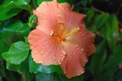 peach hibiscus flower photo