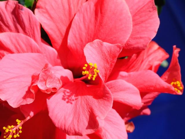 beautiful hibiscus flower in bright pink