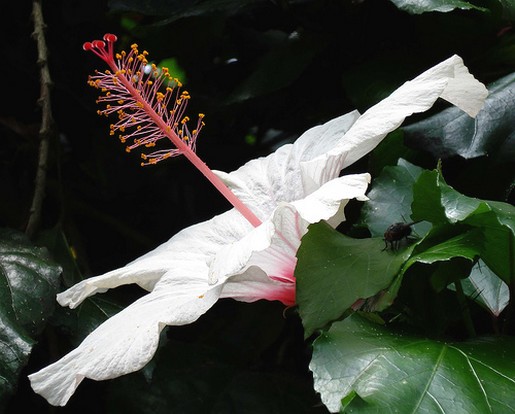 white hibiscus flower photo