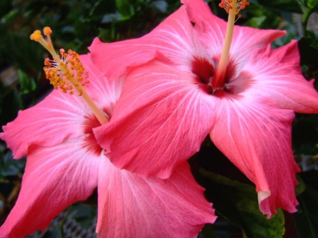 bright pink hibiscus flowers