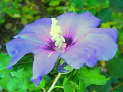 blue hibiscus flower picture
