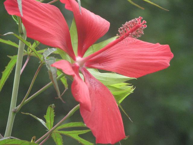 picture of red hibiscus flower