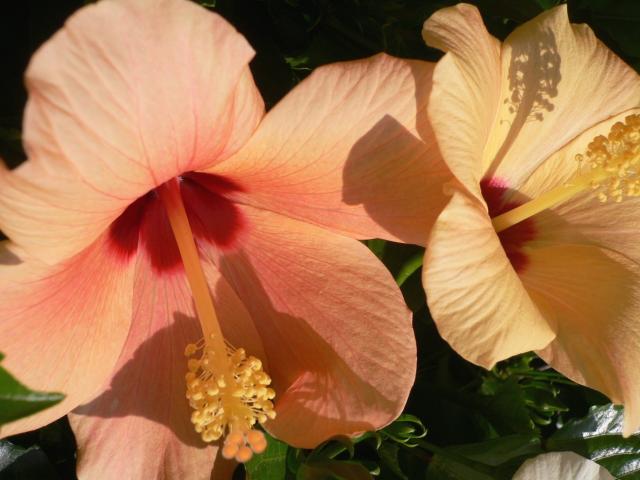 light orange and peach hibiscus flowers