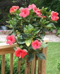 hibiscus tree