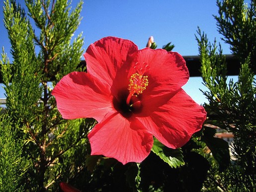 Hibiscus flower in red