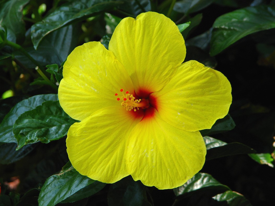 Yellow Hibiscus picture