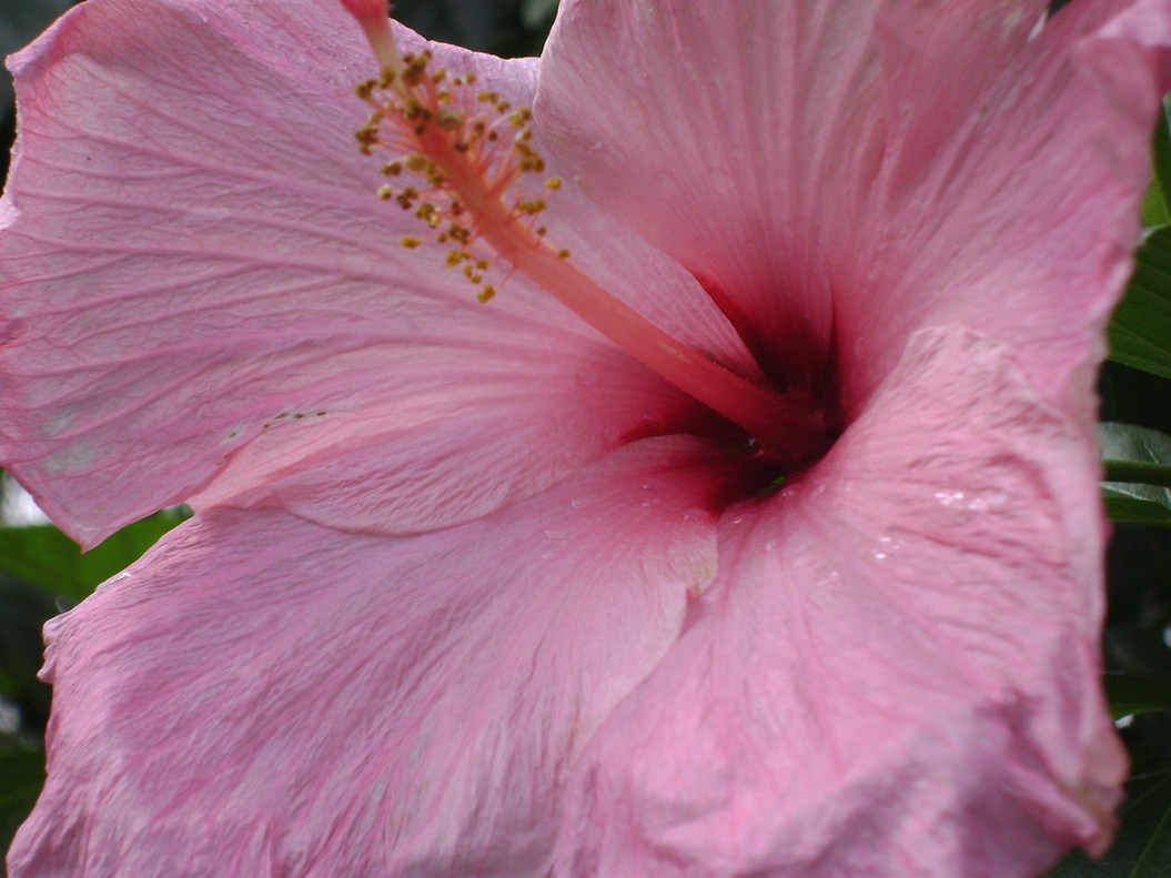 pretty pink hibiscus flower