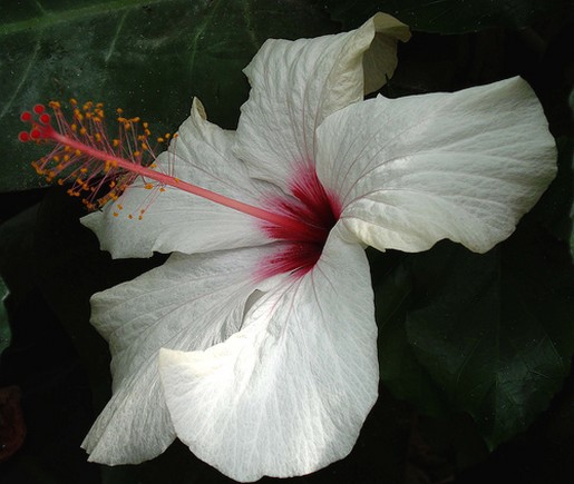 white hibiscus flower with bright pink eye