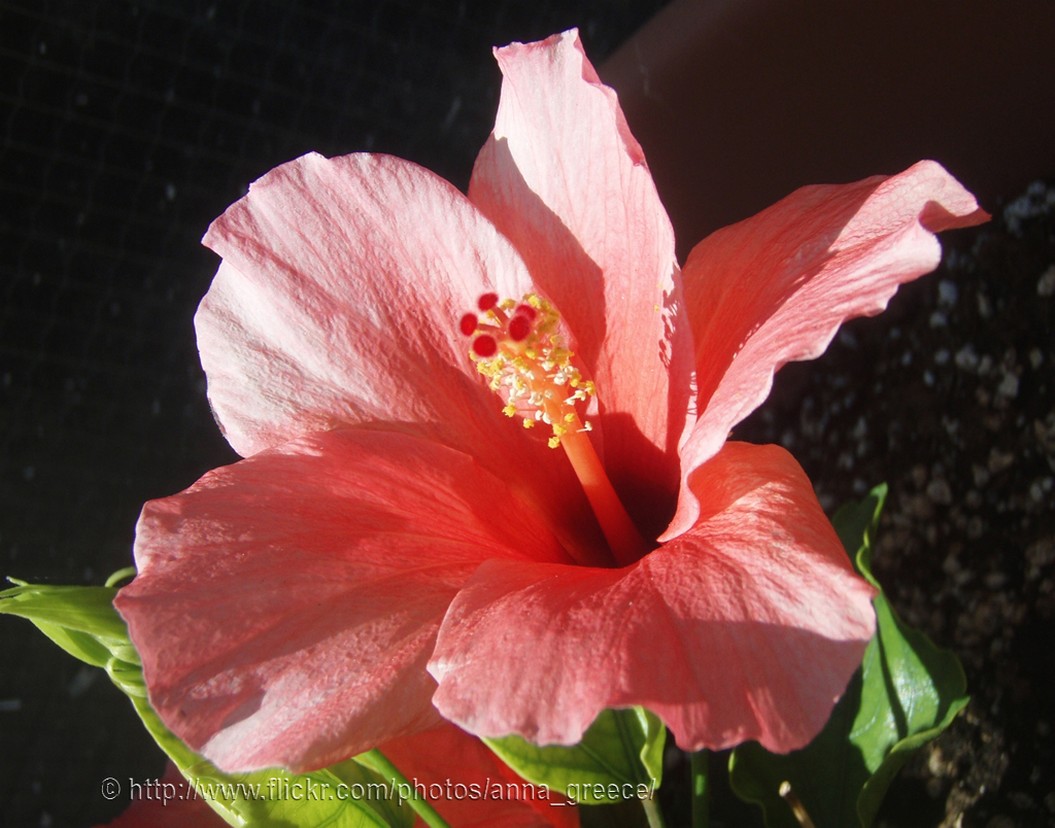 pink hibiscus flower photo