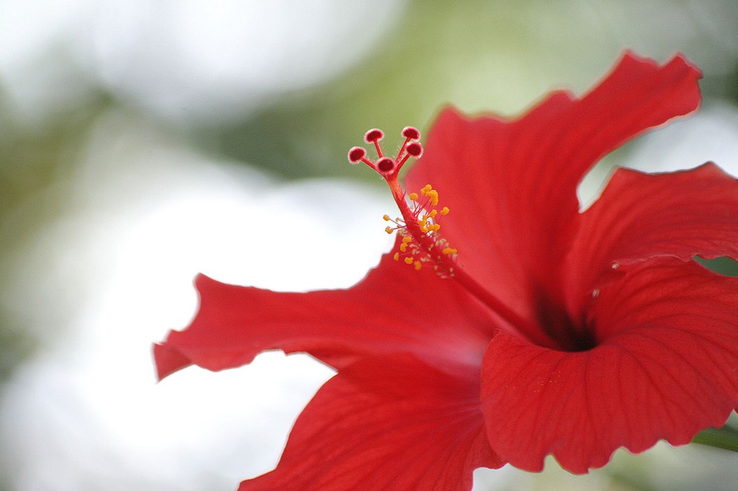 red flower hibiscus