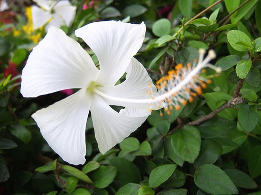 snow white hibiscus flowers
