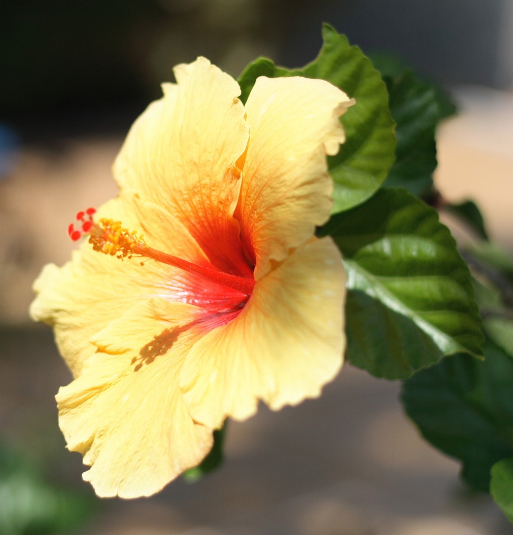 light yellow hibiscus flower picture