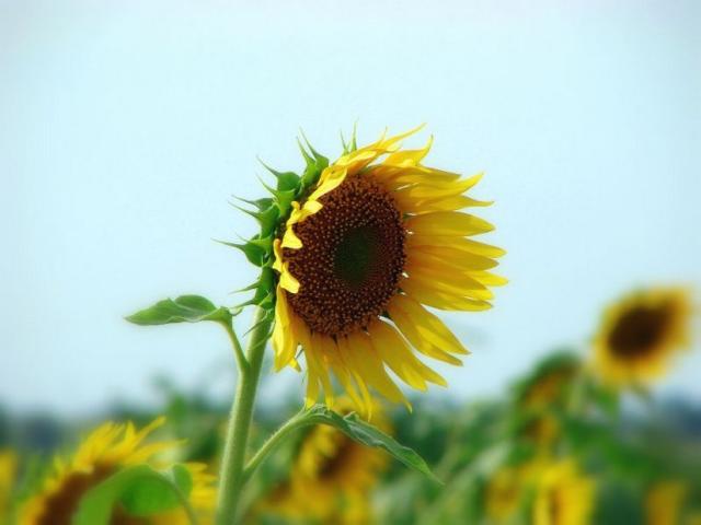pics of sunflower.jpg
