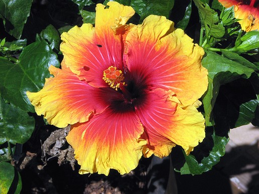orange yellow hibiscus flower with black eye