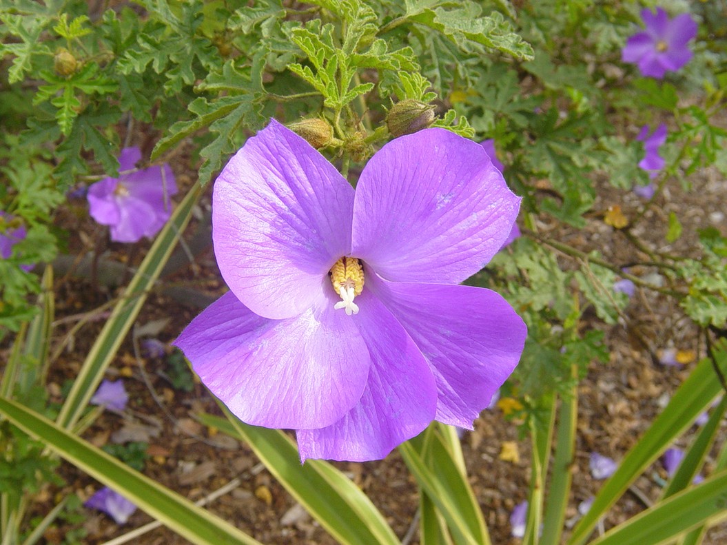 purple hibiscus flowers picture