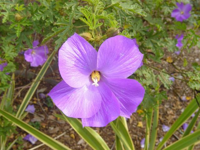 purple hibiscus flowers picture