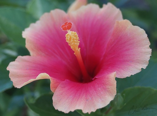 beautiful hibiscus flower in two tones colors