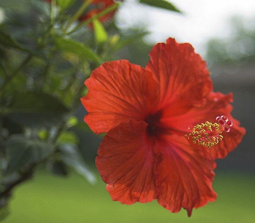 bright red hibiscus flower