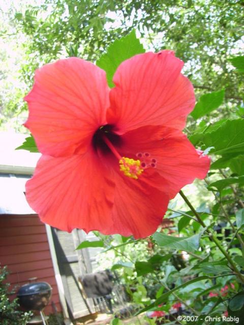 hibiscus jamaica