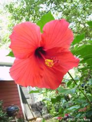 hibiscus jamaica
