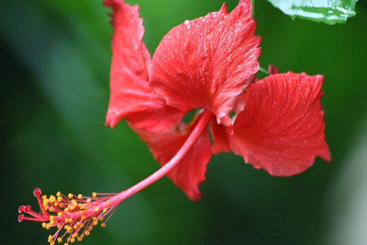 hibiscus varieties
