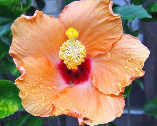 star hibiscus