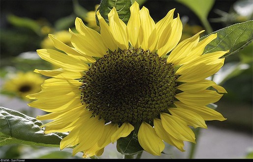 pic pretty sunflower.jpg