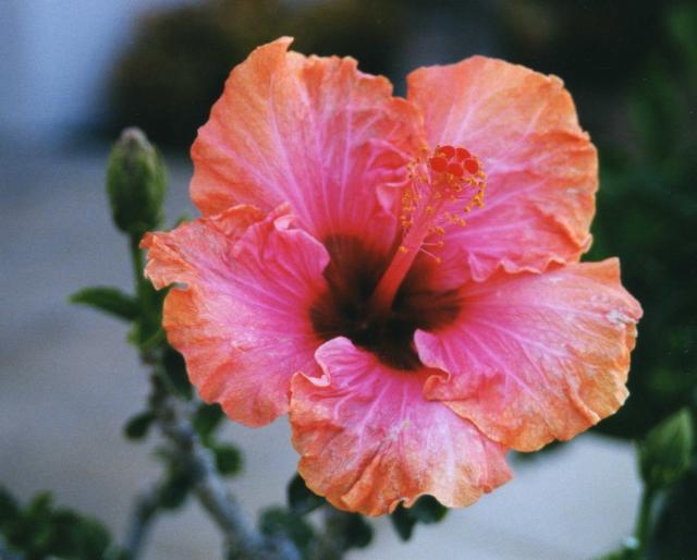 hibiscus planting
