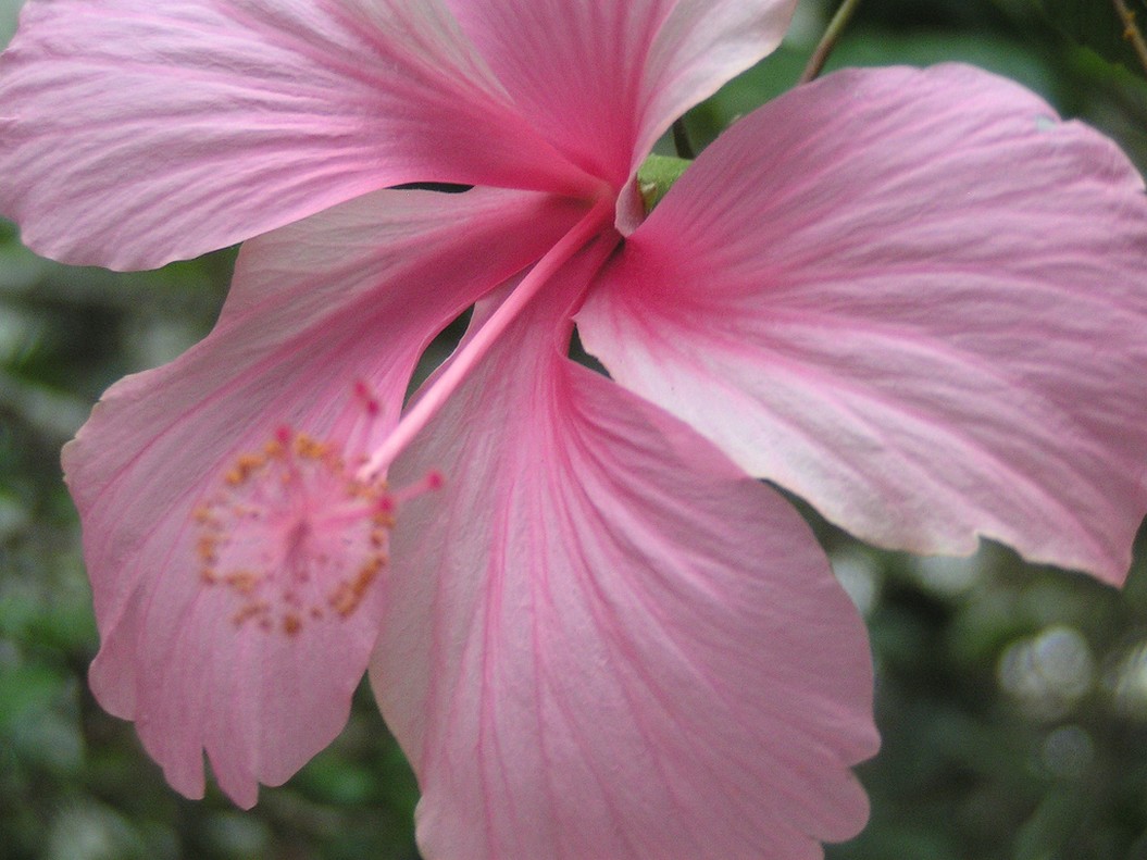 hibiscus plant