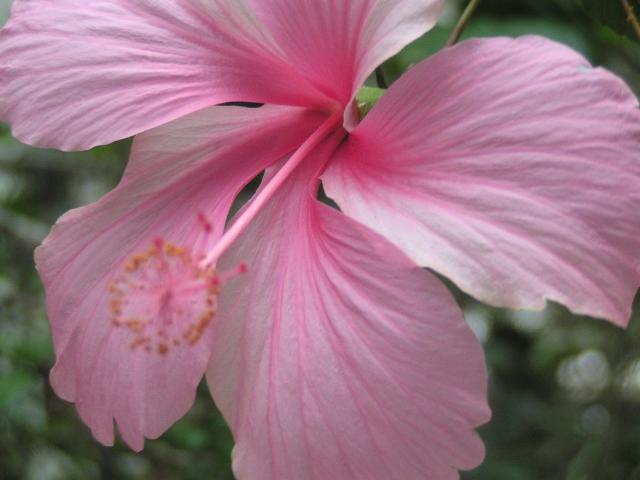 hibiscus plant