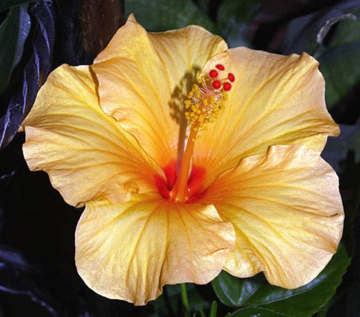 yellow hibiscus