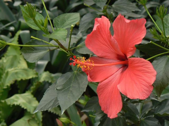 tropical hibiscus