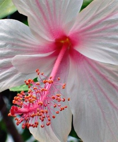 pics of hibiscus flower in white with bright pink lines