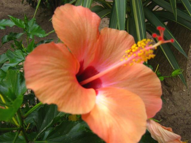 hibiscus flower images in orange