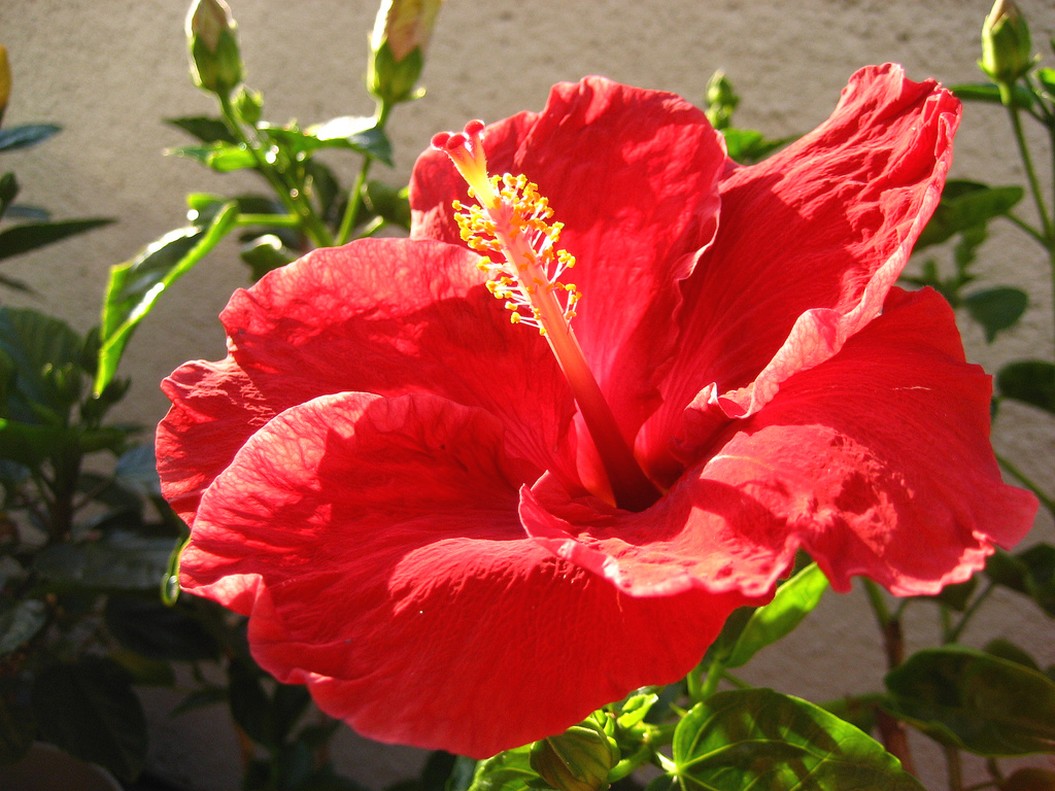 hawaii hibiscus flower