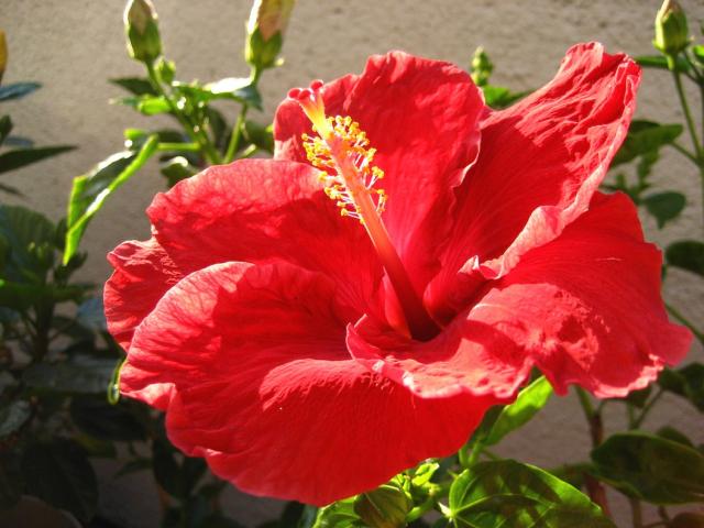 hawaii hibiscus flower