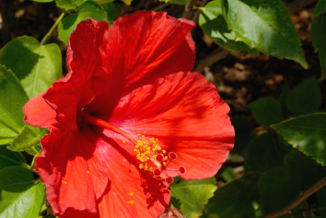 amaica hibiscus flowers in red