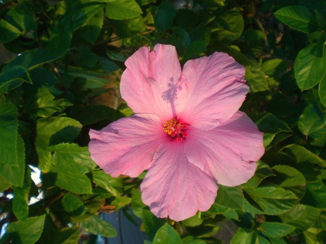 picture of of the hibiscus flower in light pink