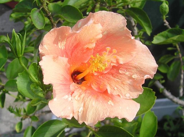 photo of a hibiscus flower in peach color