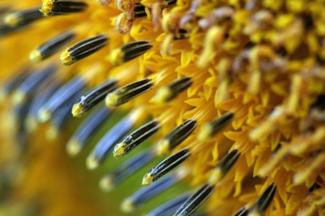 photo of sunflower macro.jpg