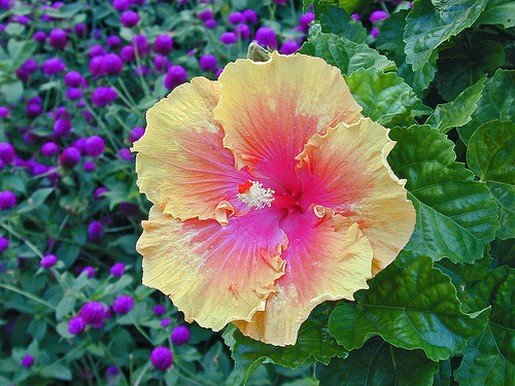 an hibiscus flower in two colors