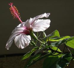 white hibiscus flower