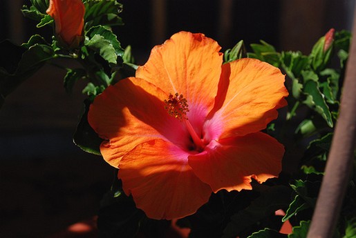 hibiscus flower pictures