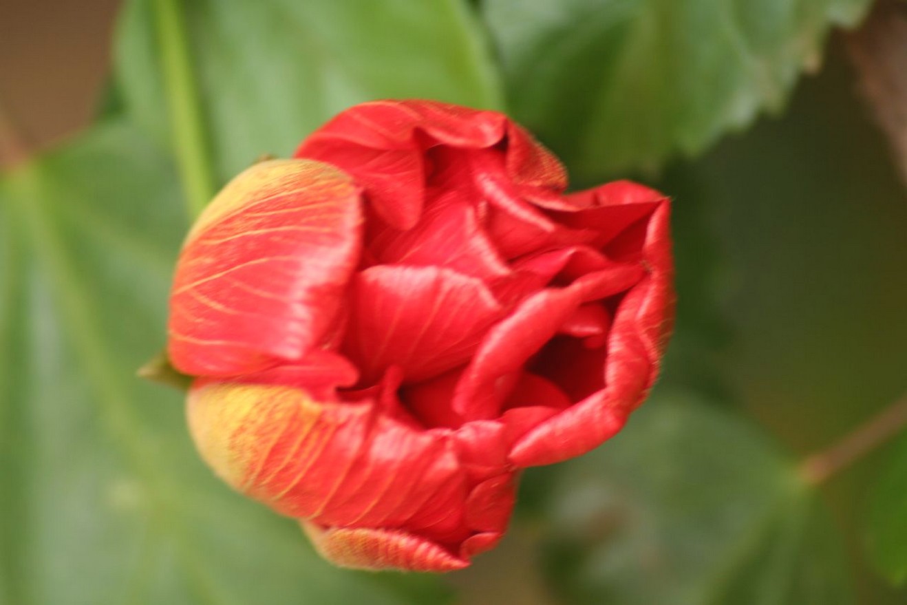 a hibiscus flower_still a bud