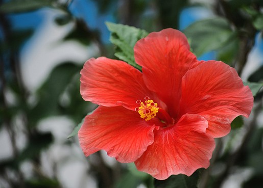 orange red hibiscus flower picture