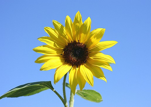 photo of s sunflower.jpg