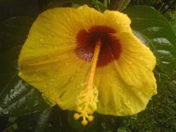 bright yellow hibiskus flower