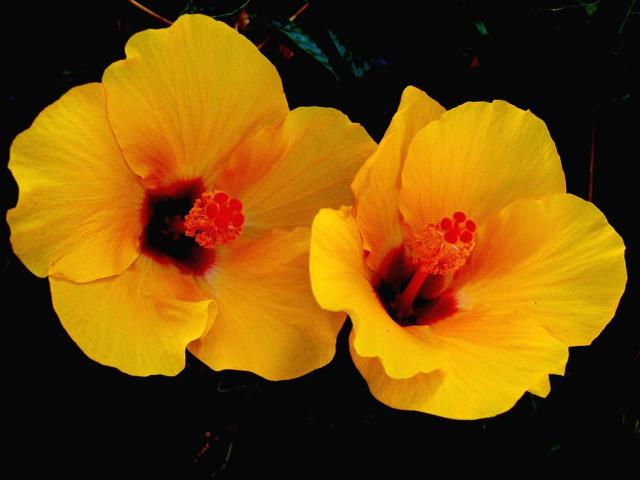 golden yellow hibiscus flower photos