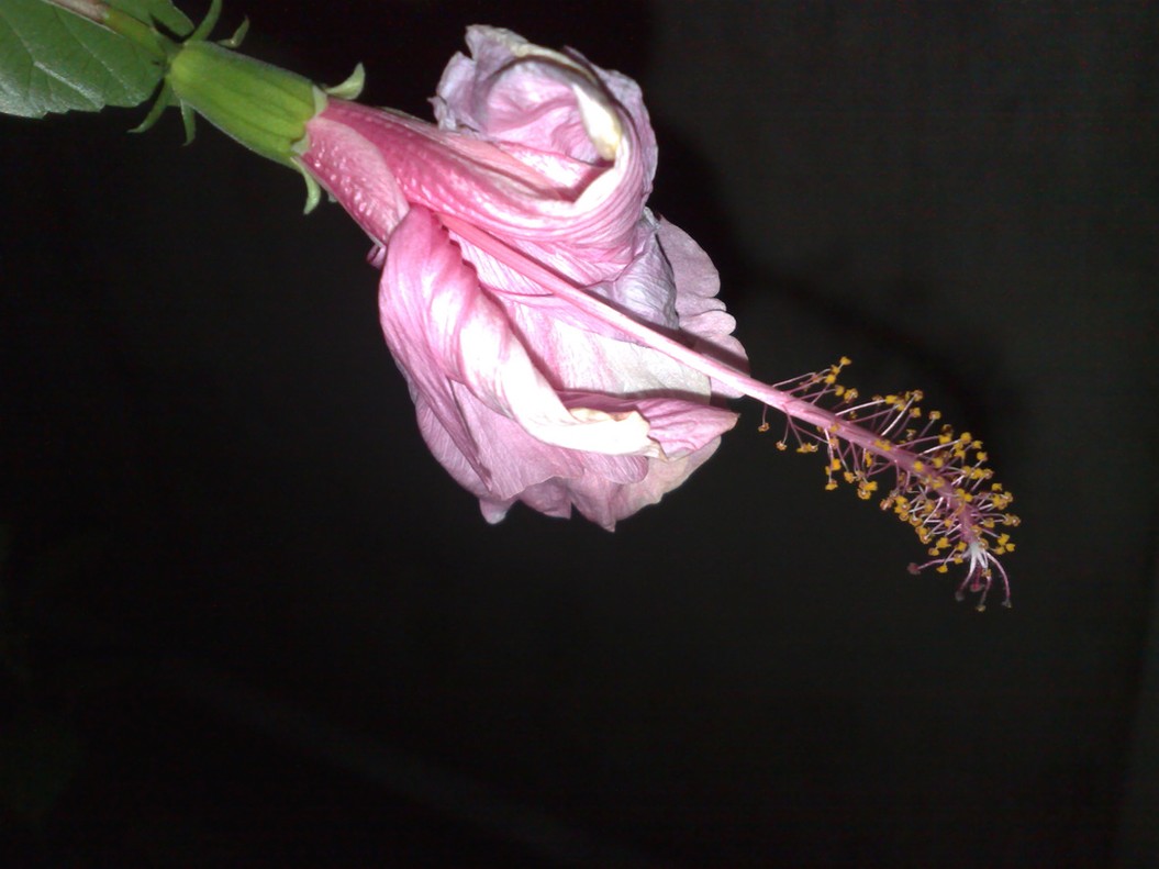 hisbiscus flower